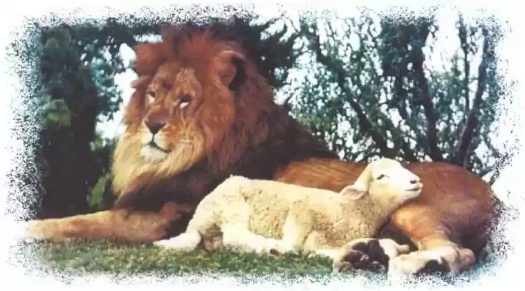 Lion_Lamb